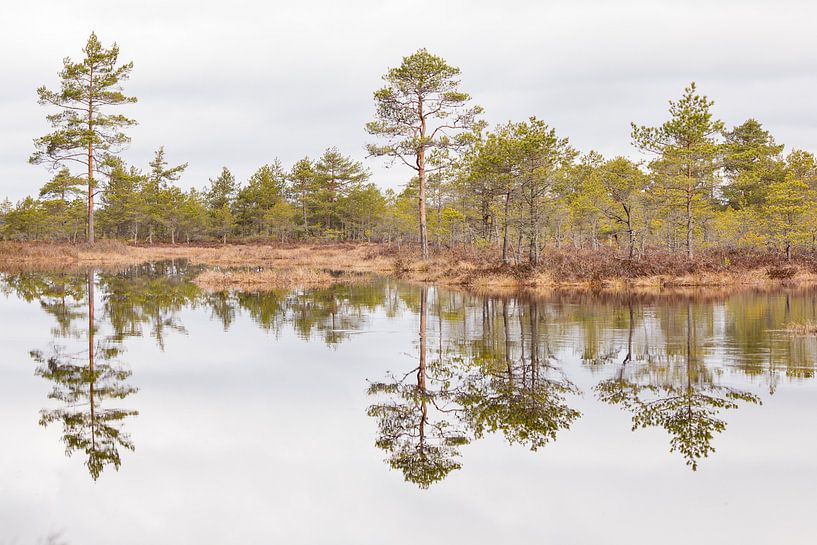 Natuur | Bossen en meren in Estland 2 van Servan Ott