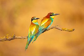 Guêpier, Merops apiaster