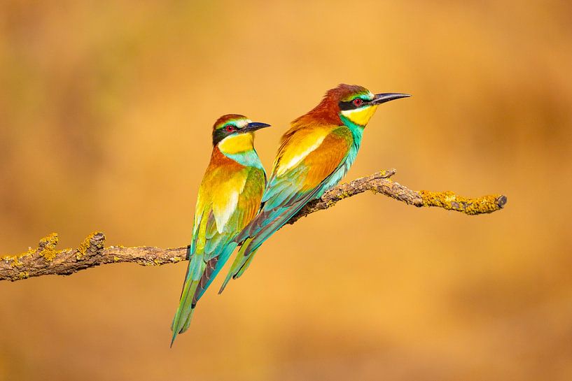 Bee-eater, Merops apiaster by Gert Hilbink
