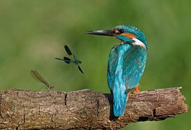 Ijsvogel met juffers by Gejo Wassink