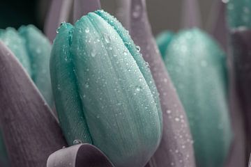 Creatief gekleurde tulpen met regendruppels