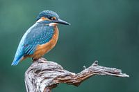 IJsvogel op de uitkijk