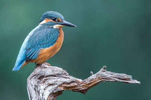 IJsvogel op de uitkijk