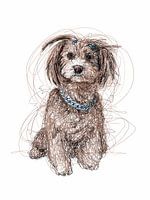 A cute dog