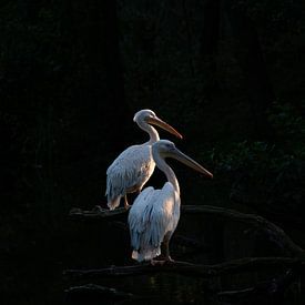 Pelicans on a branch by Michel Knikker