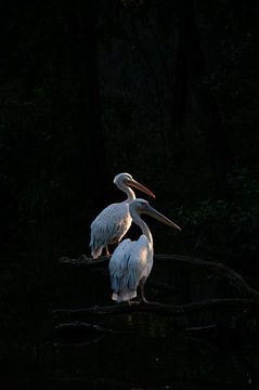 Pelikane auf einem Ast von Michel Knikker