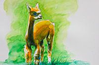 Lama