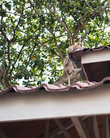 Two climbing monkeys by Atelier Liesjes