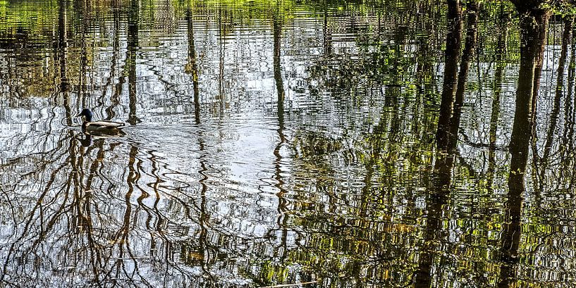 Reflection with duck by Stefan Havadi-Nagy