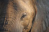 The Elephant - Africa wildlife 
