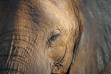 The Elephant - Africa wildlife  van W. Woyke