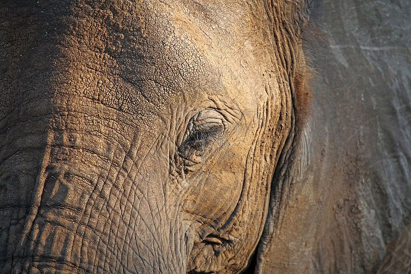 The Elephant - Africa wildlife  by W. Woyke