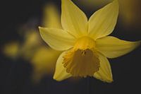 Narcis in de schaduw