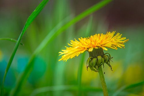 Paardenbloem
