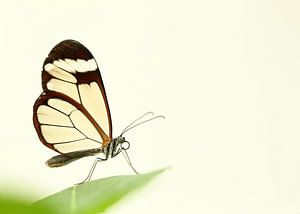 Close-up van een vlinder van Caroline van der Vecht