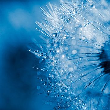 Macro water drop on dandelion dandelion abstract by Dieter Walther