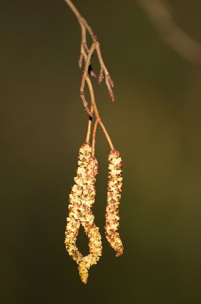 Spring Promise by Margot van den Berg