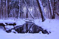 Kralingse Bos in de sneeuw