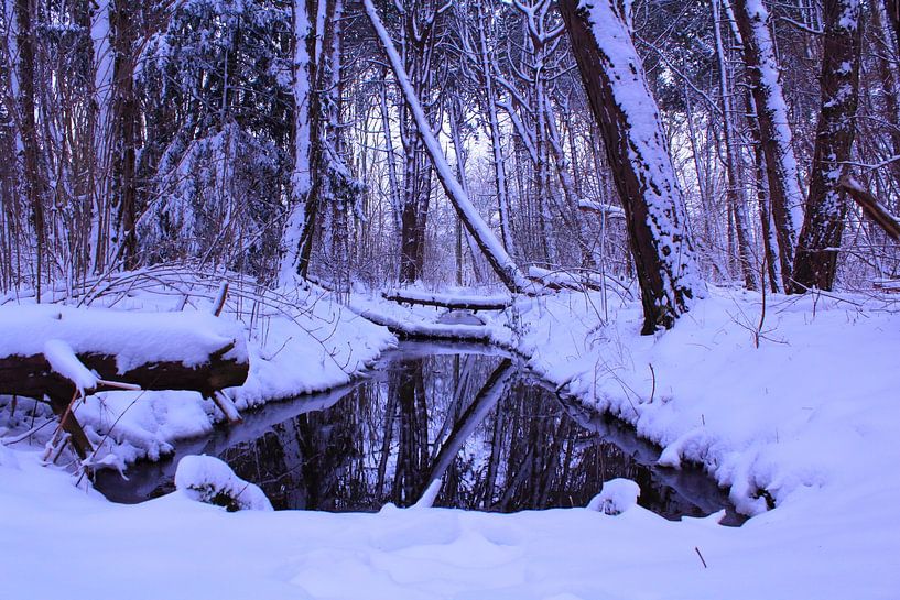 Kralingse Bos in de sneeuw van Capture the Moment 010