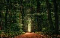 Into the woods