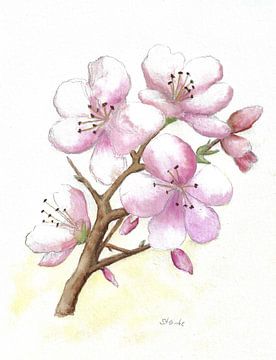 Fleurs de cerisier à l'aquarelle sur Sandra Steinke