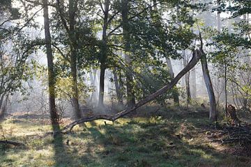 Bos in de mist van Evelien IJpelaar