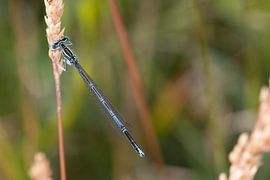 La demoiselle bleue sur Arjan Ploeg