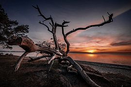 Les arbres qui dorment sur Sebastian Witt