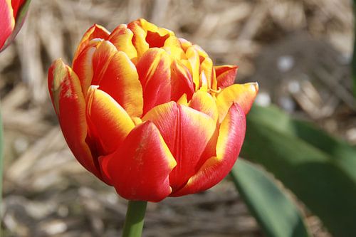 Geel rode tulp