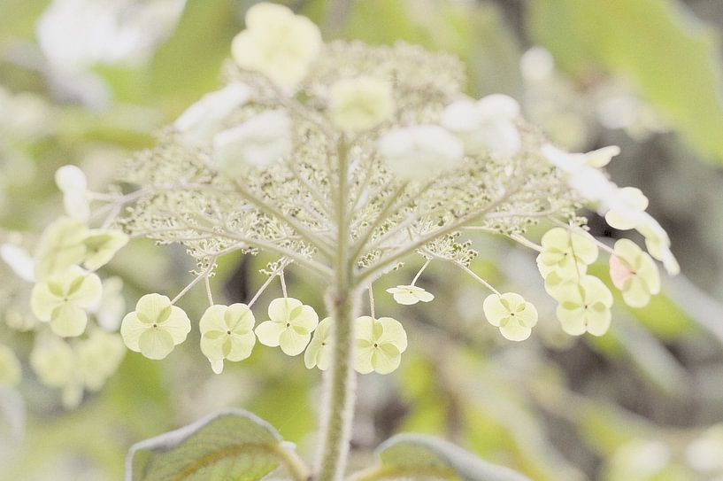 Transparent Lime van True Color Stories