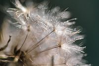 Dandelion fluff