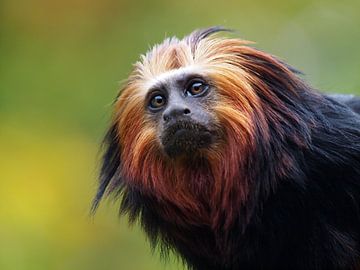 Lion head monkey by Edwin Butter