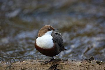 Dipper Duitsland van Frank Fichtmüller