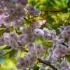 Cherry Blossom by FotoGraaG Hanneke