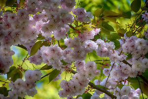 Japanische Kirschblüte