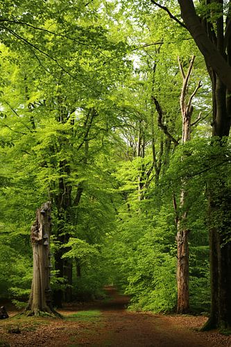 Fris lentegroen in een bos