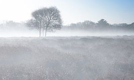 Baum im Nebel. von Justin Sinner Photography (Fotograf auf Texel)