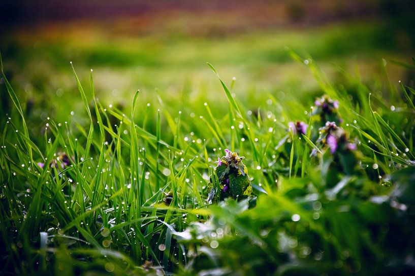 Early in the morning by D.R.Fotografie