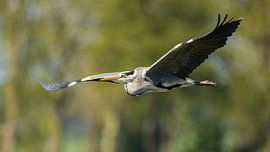 Grey heron by Cees van der Linden