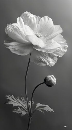 wit-grijs met kleur element