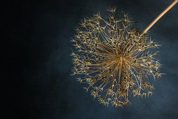 still life dried ornamental onion with blue background. by Janny Beimers