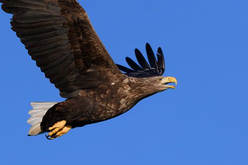 Zeearend vliegend in de lucht