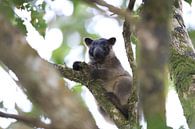 A Lumholtz's tree-kangaroo (Dendrolagus lumholtzi) cub high in a tree in a dry forest Queensland, Au by Frank Fichtmüller thumbnail