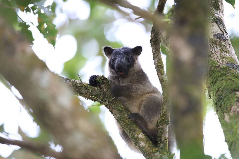 A Lumholtz's tree-kangaroo (Dendrolagus lumholtzi) cub high in a tree in a dry forest Queensland, Au by Frank Fichtmüller