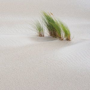 Where the Dunes are Born Anew van Daniel Laan