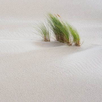 Where the Dunes are Born Anew sur Daniel Laan