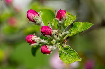 Fleurs rouges d'un pommier au printemps sur Animaflora PicsStock