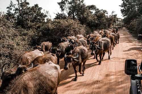 Safari
