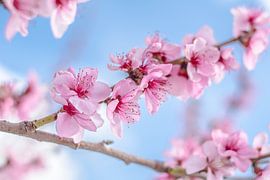 Cherry Blossom by Caroline Drijber