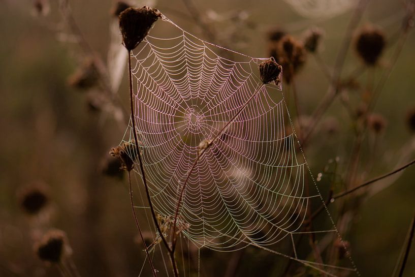 dark spider's web by Tania Perneel
